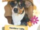 Invita Daba a adoptar mascotas