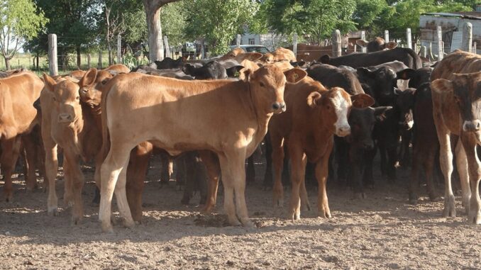 Ofrece Secretaría de Desarrollo Rural apoyo para adquirir sementales bovinos de rodeo