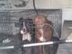 Incita a sus perros para que ataquen a mujer que recolectaba basura; lo detienen