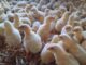 México suspende importación de productos avícolas de Brasil por influenza