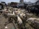 En Chihuahua hay 200 mil cabezas de ganado varadas por cierre de frontera