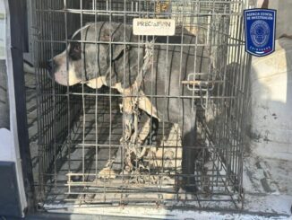Aseguró FGE Norte 43 animales en situación de maltrato en Cd. Juárez
