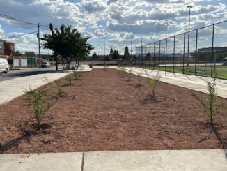 Realizan la forestación de 100 árboles en el Polideportivo Luis H. Álvarez