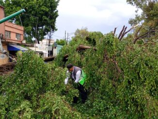 Lluvias en la CDMX dejan 119 árboles caídos y numerosos encharcamientos