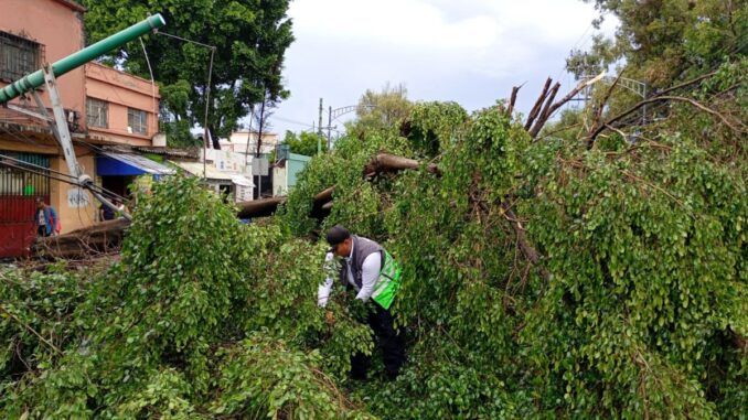 Lluvias en la CDMX dejan 119 árboles caídos y numerosos encharcamientos