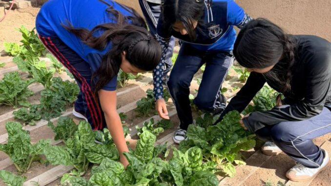 Huertos escolares siembran aprendizaje en comunidades rurales de Chihuahua Capital