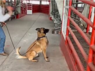 Entrena Desarrollo Rural a médicos veterinarios con binomios caninos especializados en la detección de GBG