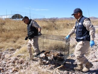 Llama Gobierno Municipal a evitar el abandono de mascotas; es una falta sancionable